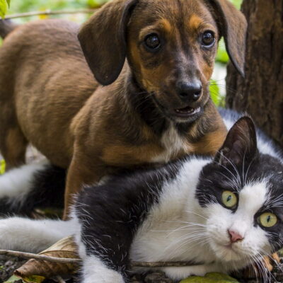 riesgo de plantas tóxicas para perros y gatos en jardines