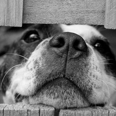 adoptar o comprar una mascota decisión responsable