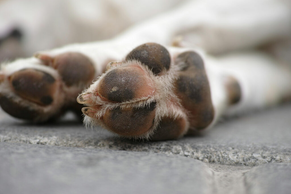 Las grietas en las patas de los perros suelen interpretarse como un problema menor. Muchas veces se atribuyen a simple sequedad o desgaste estacional. Sin embargo, desde el punto de vista clínico, esta percepción puede ser peligrosa.