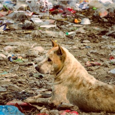 Cuando hablamos de bienestar animal solemos centrarnos en alimentación, salud o afecto. Sin embargo, rara vez analizamos el impacto ambiental de los productos que utilizamos en su cuidado diario. Elegir productos sostenibles para mascotas no es una tendencia, sino una decisión coherente con una visión integral de la salud.