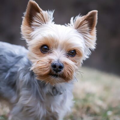 Cuando hablamos de piel y pelo sanos en mascotas, muchas personas piensan en brillo, suavidad o apariencia. Sin embargo, desde el punto de vista veterinario, la piel no es un elemento decorativo. Es el órgano más grande del cuerpo y una barrera esencial para la supervivencia.